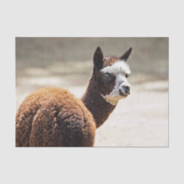 Alpaca Brown and White Animal Foto Seidenpapier