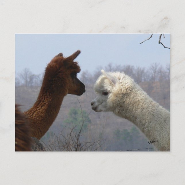 Alpaca Chat Postkarte (Vorderseite)