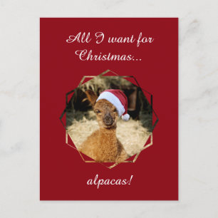 Alpaca Christmas Postcards Feiertagspostkarte