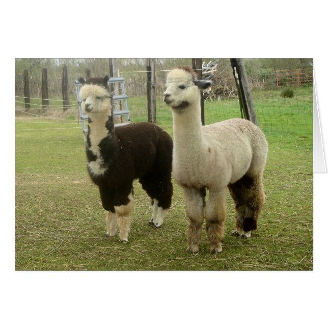 Alpaca Duo (Vorderseite (Horizontal))