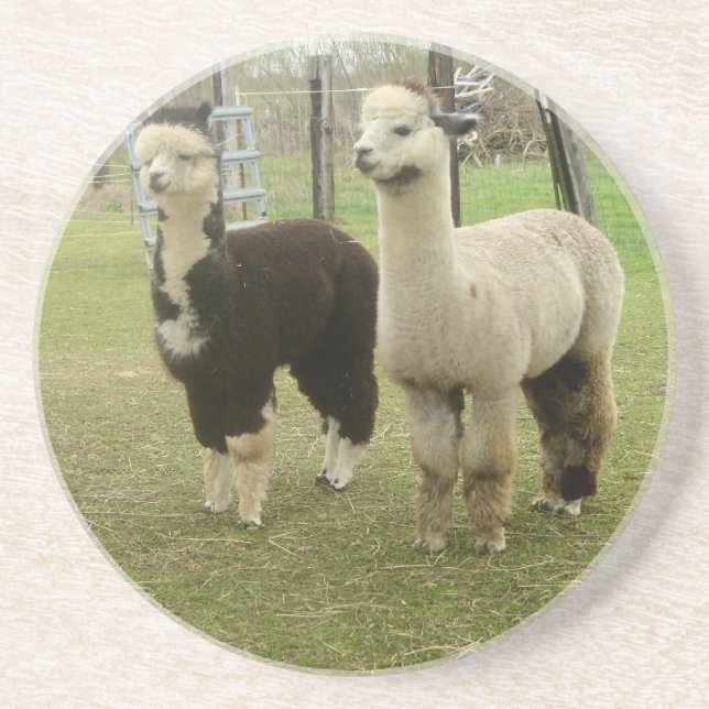 Alpaca Duo Getränkeuntersetzer (Vorne)