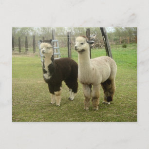 Alpaca Duo Postkarte