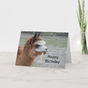 Alpaca Eating Hay Animal Foto Birthday Karte