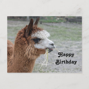 Alpaca Eating Hay Animal Foto Birthday Postkarte