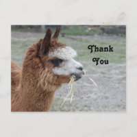 Alpaca Eating Hay Animal Foto Vielen Dank