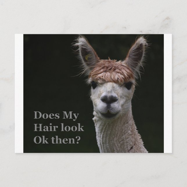 Alpaca-Fairstyle Postkarte (Vorderseite)
