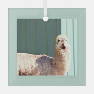 Alpaca Foto Ornament Aus Glas