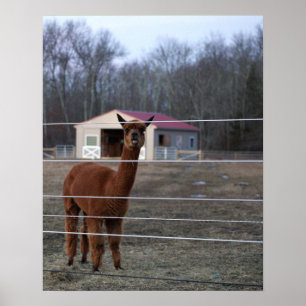 Alpaca Foto Poster
