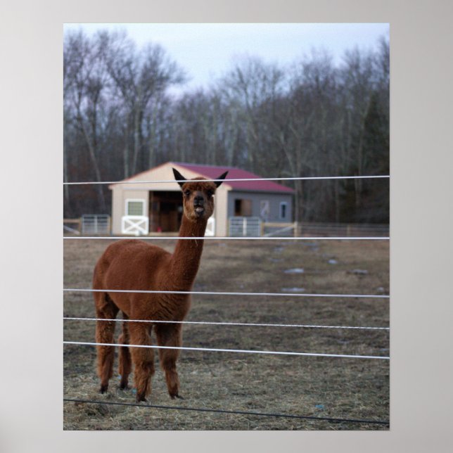 Alpaca Foto Poster (Vorne)