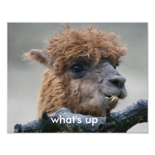 Alpaca Fotodruck