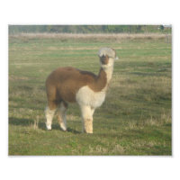 Alpaca