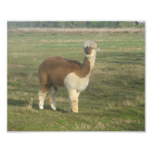 Alpaca Fotodruck