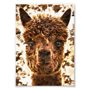 Alpaca Full Faces Fotodruck