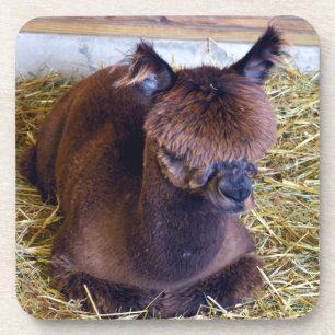 Alpaca Getränkeuntersetzer