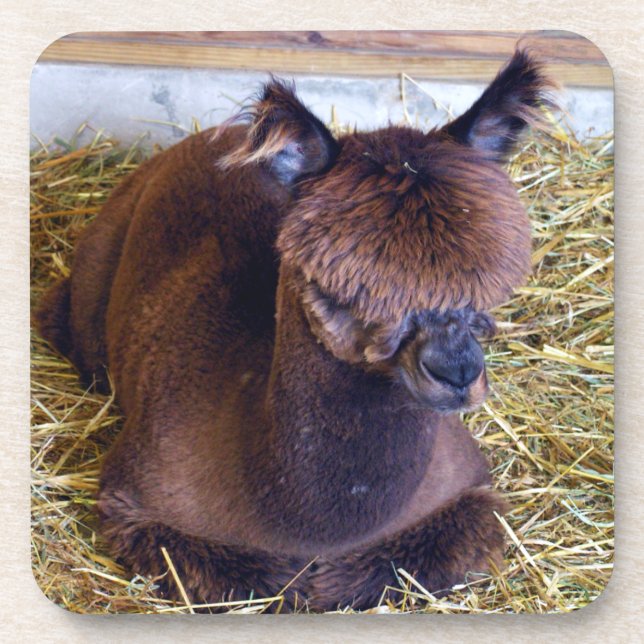 Alpaca Getränkeuntersetzer (Vorderseite)