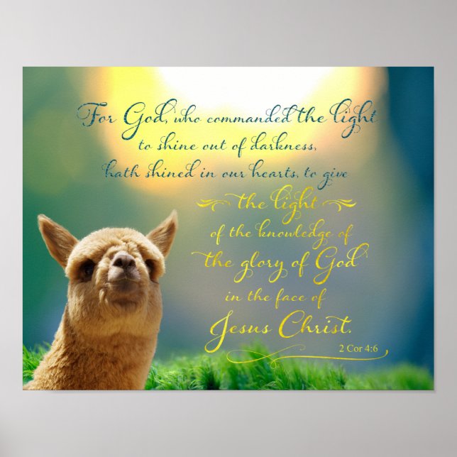 Alpaca Gold Aquamarines Biokonzept Poster (Vorne)