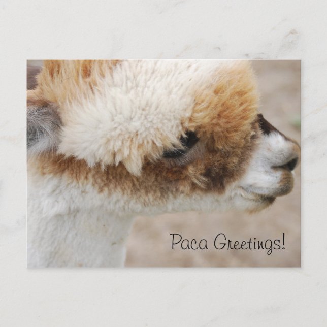 Alpaca Grüße! Postkarte (Vorderseite)