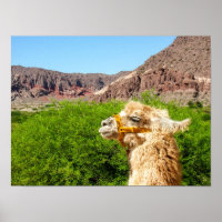 Alpaca in der Nähe von Salta, Argentinien