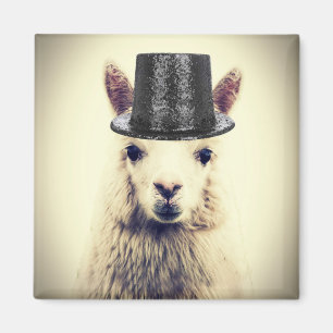 Alpaca in einem Tophat Magnet