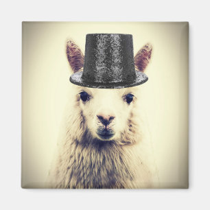 Alpaca in einem Tophat Magnet