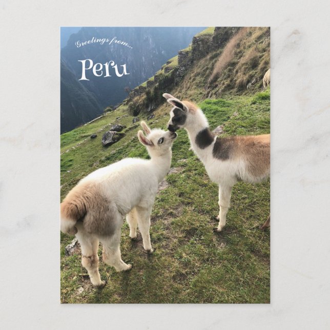Alpaca in Peru Postkarte (Vorderseite)