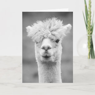 Alpaca in Schwarz und Weiß, Geburtstag Karte