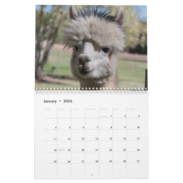 Alpaca-Kalender 2021 Kalender (Jan 2026)