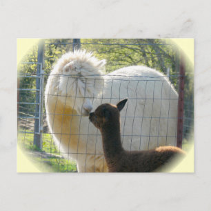 Alpaca Kisses Postcard Postkarte