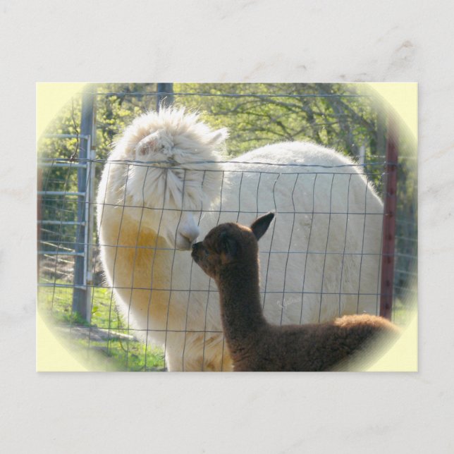 Alpaca Kisses Postcard Postkarte (Vorderseite)
