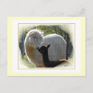Alpaca Kisses Postcard Postkarte