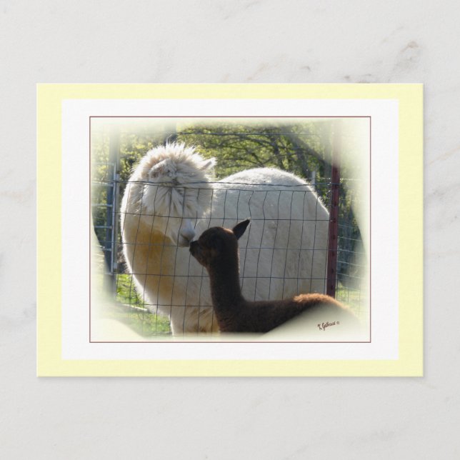 Alpaca Kisses Postcard Postkarte (Vorderseite)