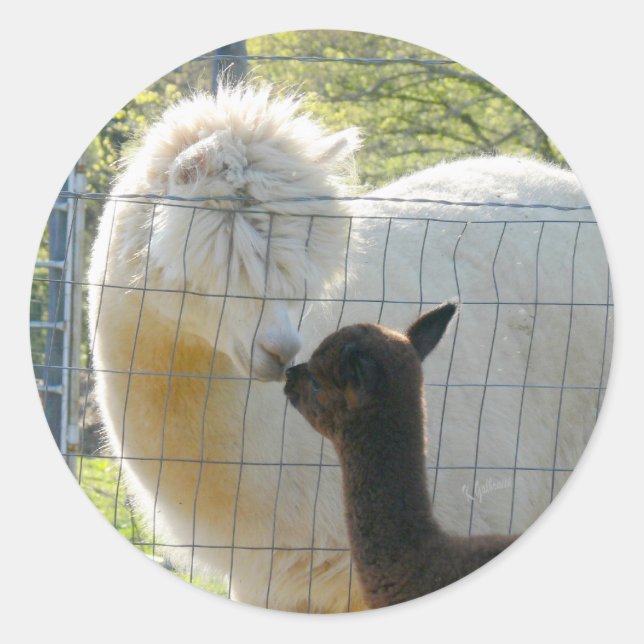 Alpaca Kisses Sticker (Vorderseite)