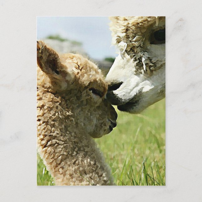 Alpaca-Liebe Postkarte (Vorderseite)