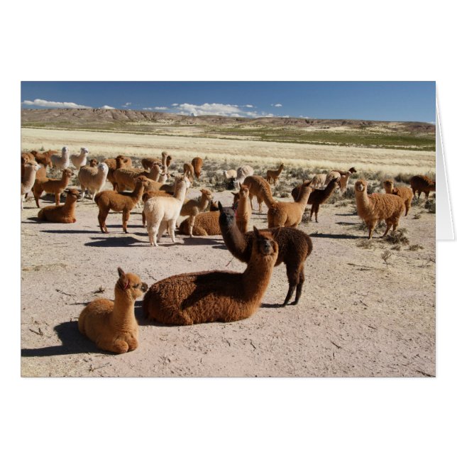 Alpaca Llama Herd Andes - Karte (Vorderseite (Horizontal))