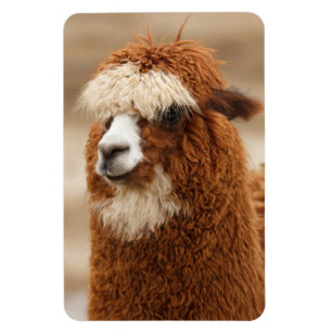 Alpaca-Magnet Magnet