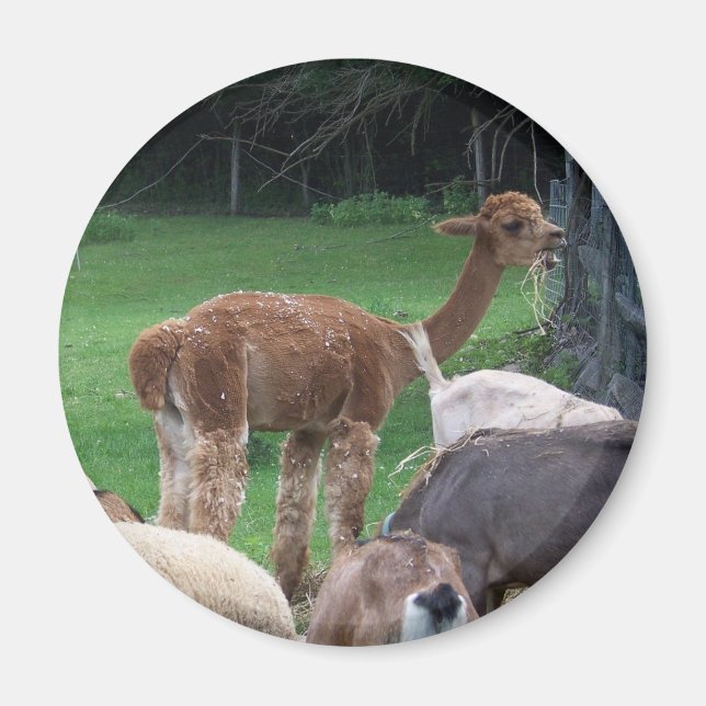 Alpaca-Magnet Magnet (Vorne)