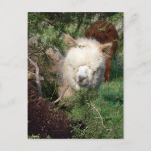 Alpaca Magnet Postkarte