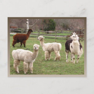 Alpaca Melange Kalender ~ Postkarte