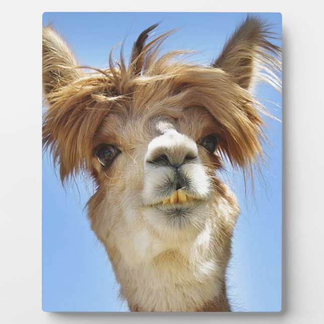 Alpaca mit Crazy Hair Fotoplatte (Vorderseite)
