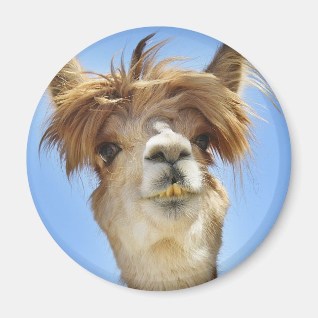 Alpaca mit Crazy Hair Magnet (Vorne)