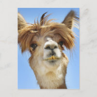 Alpaca mit Crazy Hair