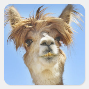Alpaca mit Crazy Hair Quadratischer Aufkleber