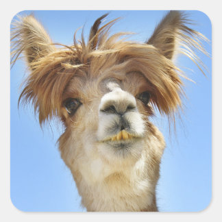 Alpaca mit Crazy Hair Quadratischer Aufkleber