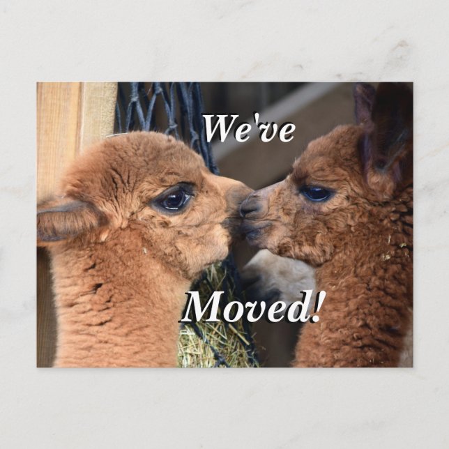 Alpaca Paar Wir haben neue Adresse verschoben Ankündigungspostkarte (Vorderseite)