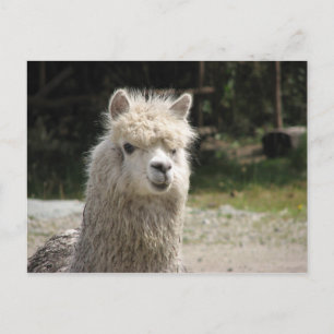 Alpaca, Parque Llaviucu, Ecuador Postkarte