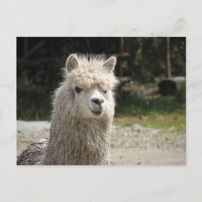 Alpaca, Parque Llaviucu, Ecuador Postkarte (Vorderseite)