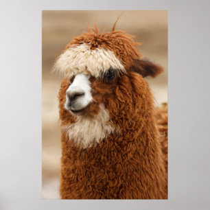 Alpaca-Plakat Poster