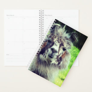 Alpaca Planer
