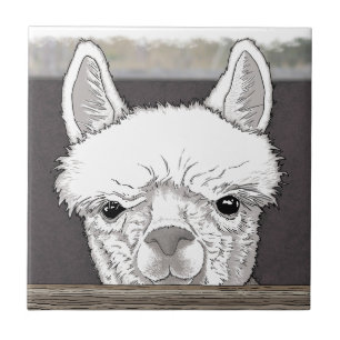 Alpaca Portrait Fliese