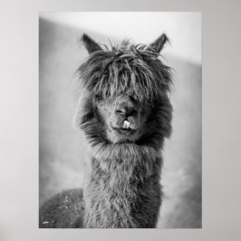 Alpaca Portrait Schwarz-Weiß Poster